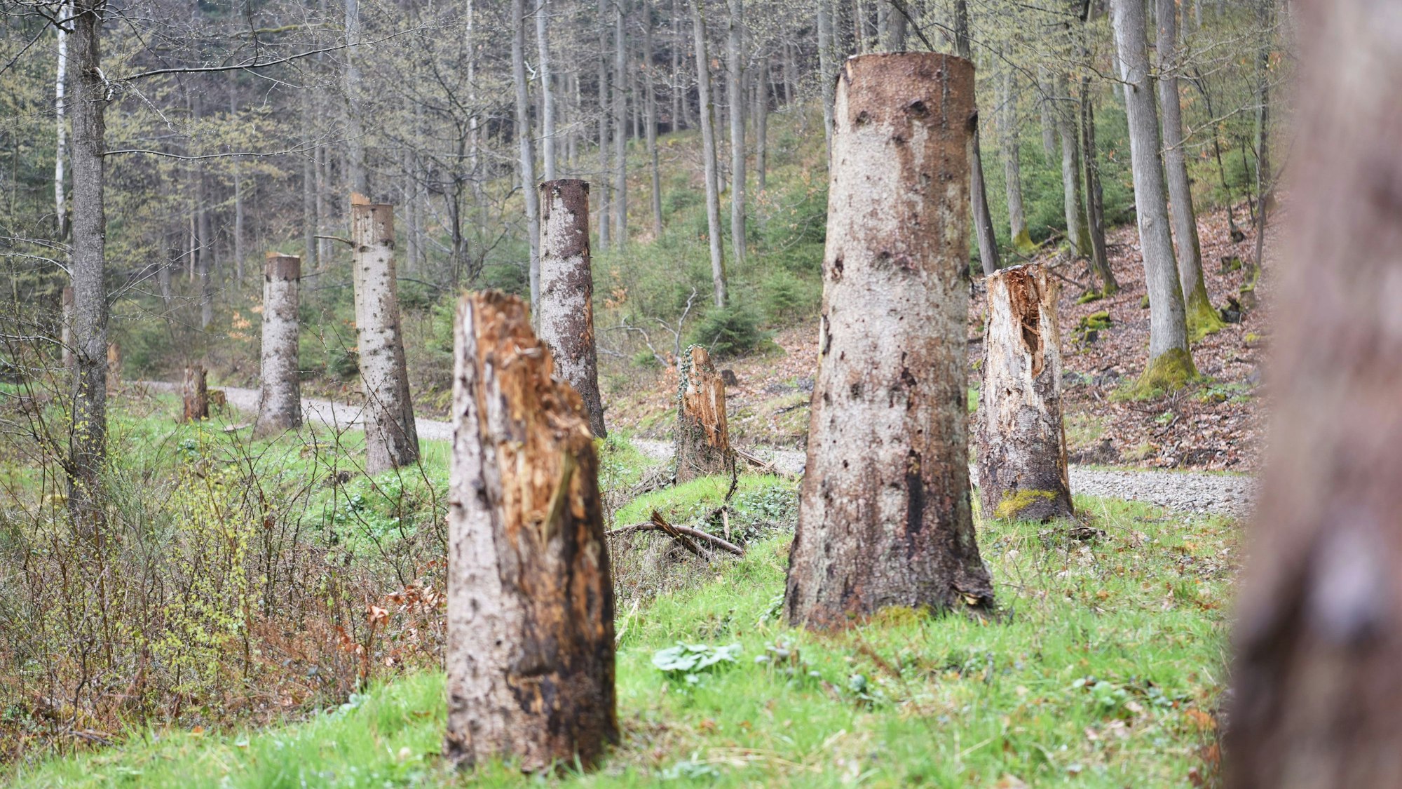 Fichtenstämme im Heimbacher Wald.
