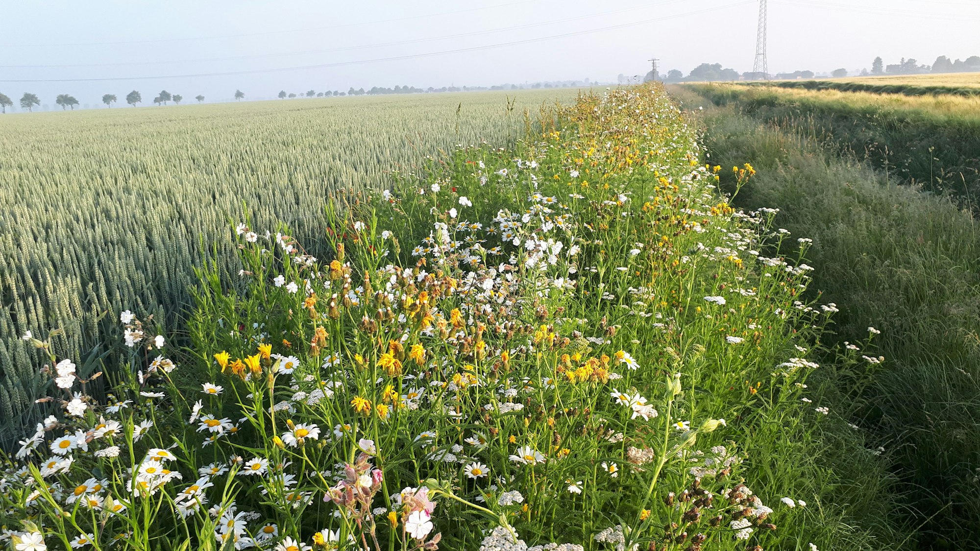 Blühstreifen im Rhein-Erft-Kreis