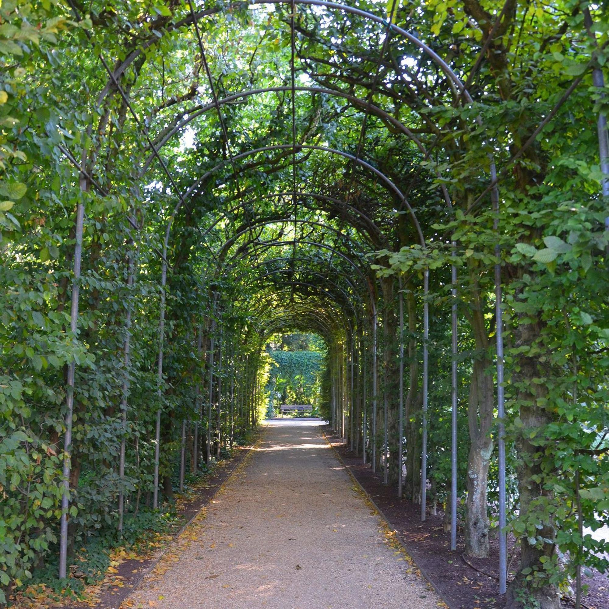Hainbuchen-Laube in der Flora