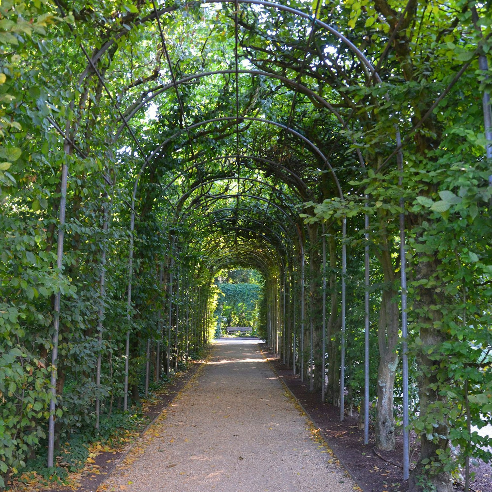 Hainbuchen-Laube in der Flora
