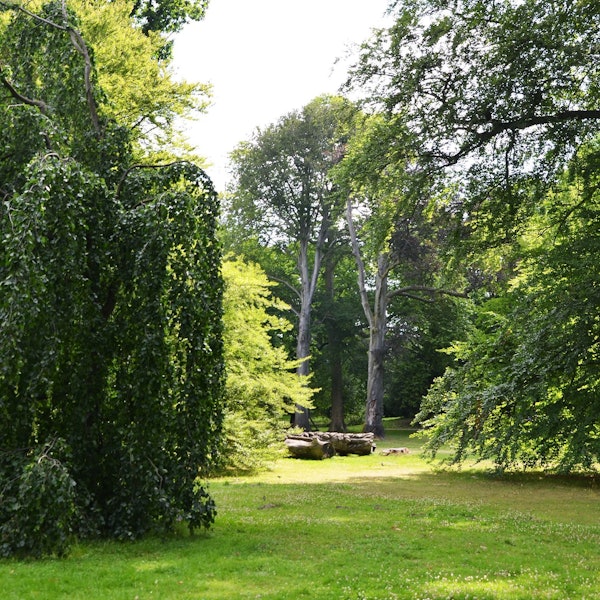 Auch im Stammheimer Schlosspark stehen viele alte Bäume