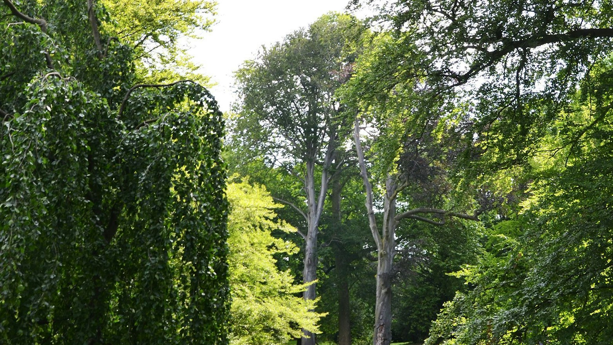 Auch im Stammheimer Schlosspark stehen viele alte Bäume