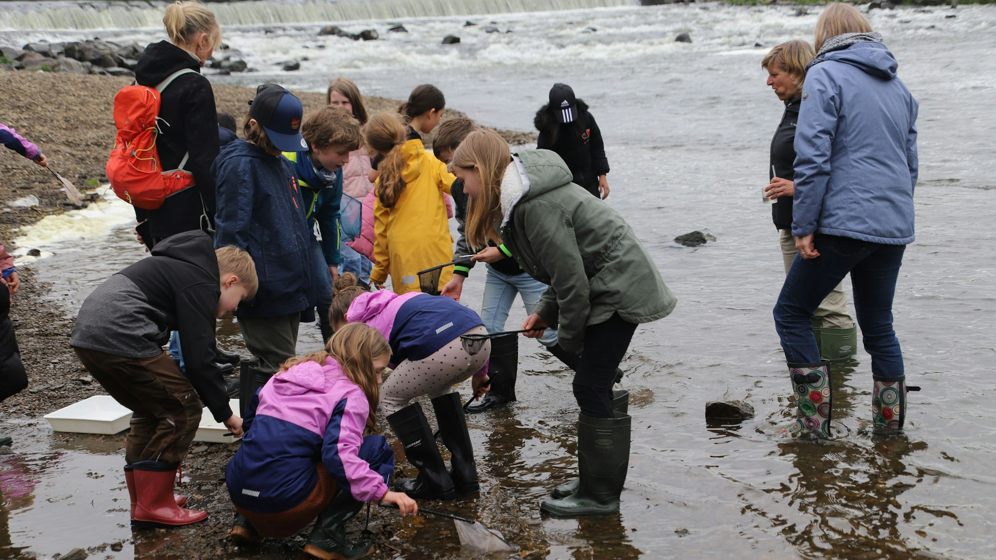Kinder lassen Lachse in der Sieg frei.