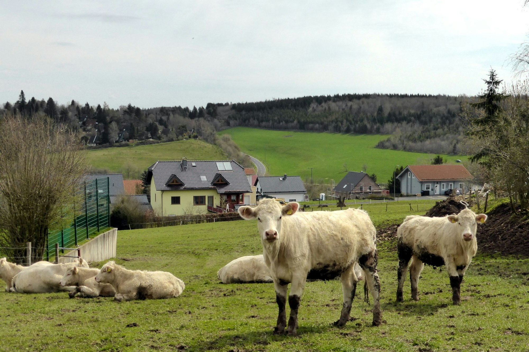 Im Ort grasen Rinder: Kerschenbach