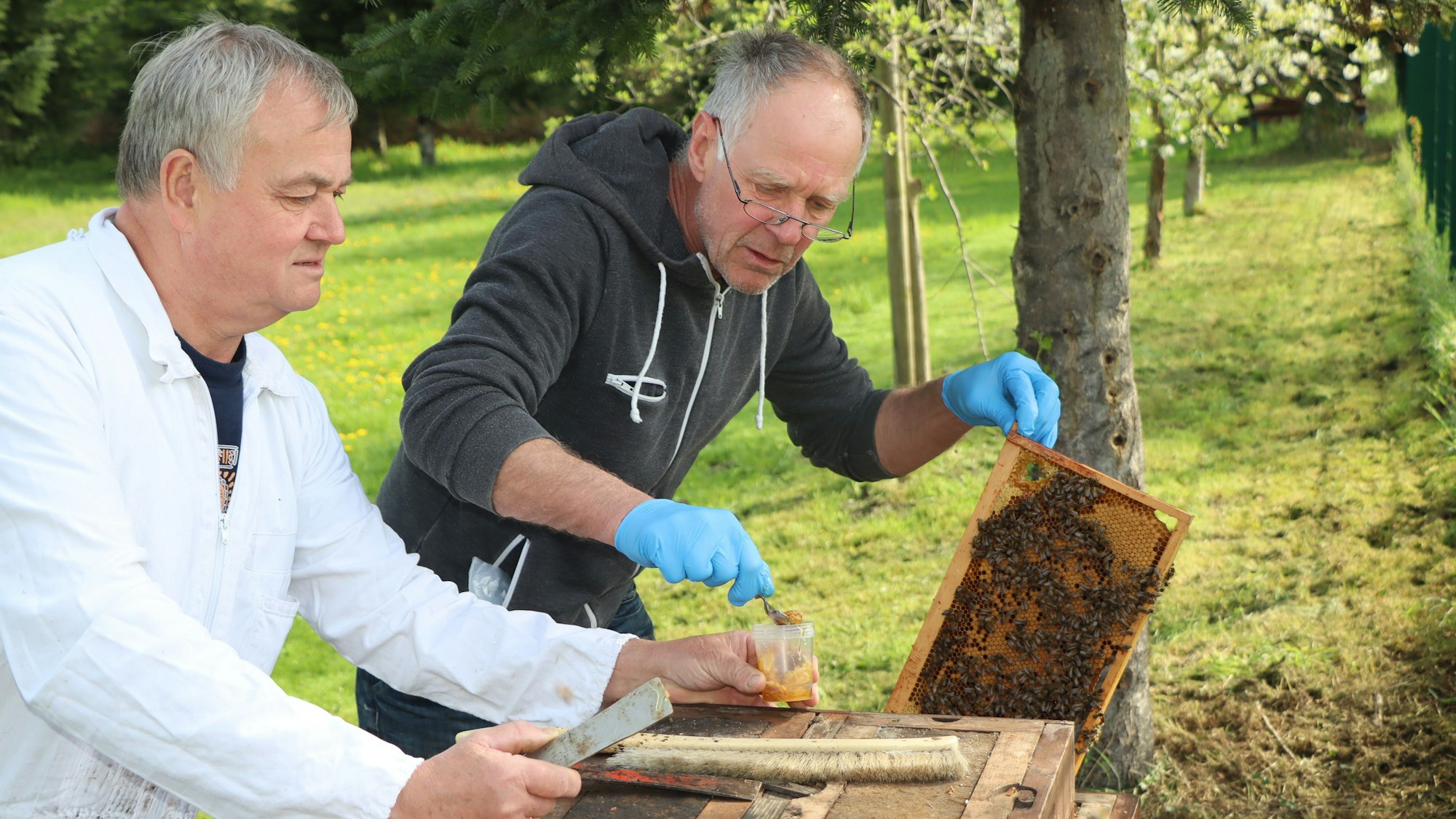 Das Foto zeigt Hobbyimker Dr. Gero Meyer (l.) und den unabhängigen Sachverständigen Holger Hermes. Sie entnehmen eine Probe aus dem Futterkranz.