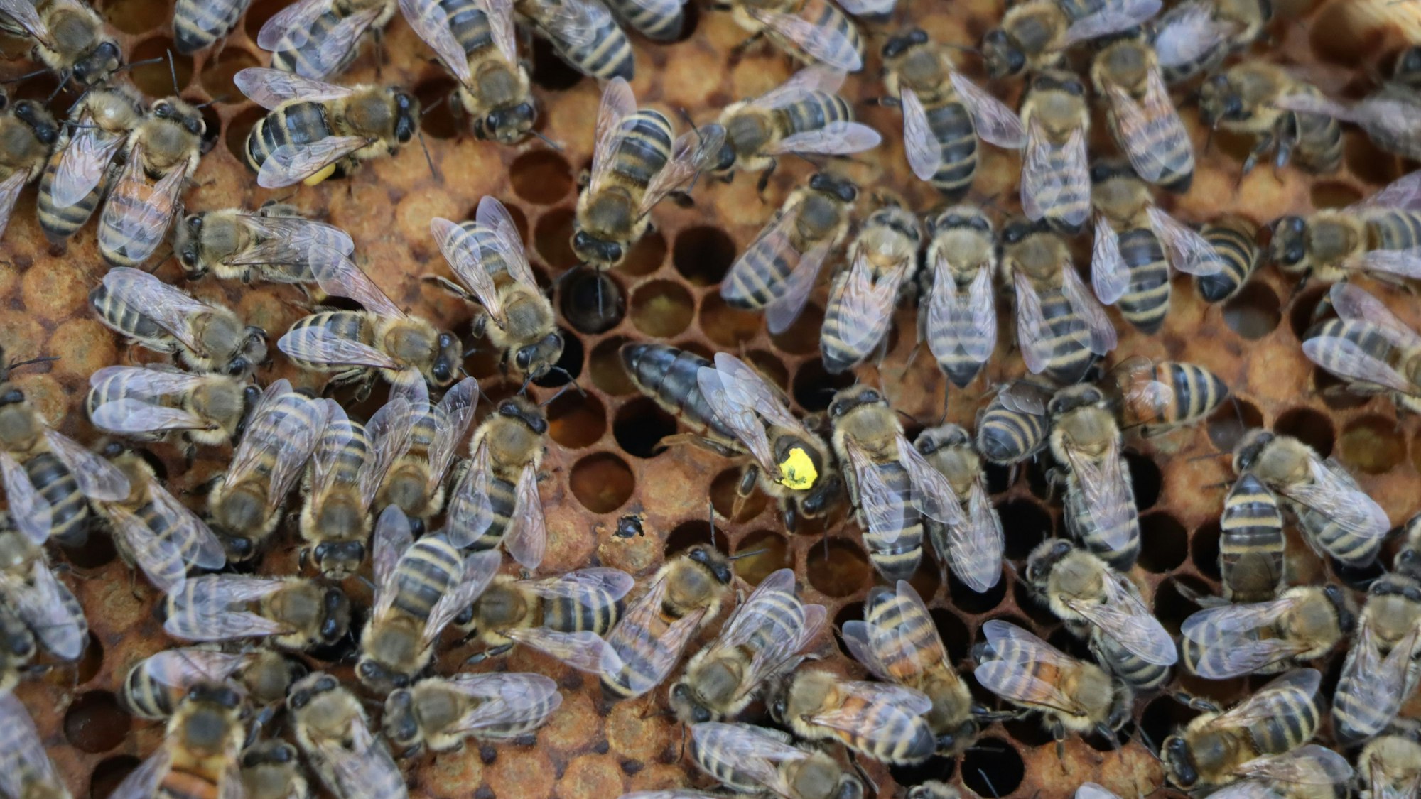 Auf dem Foto ist ein Bienenvolk zu sehen. Deutlich ist die Bienenkönigin mit dem gelben Punkt zu erkennen.