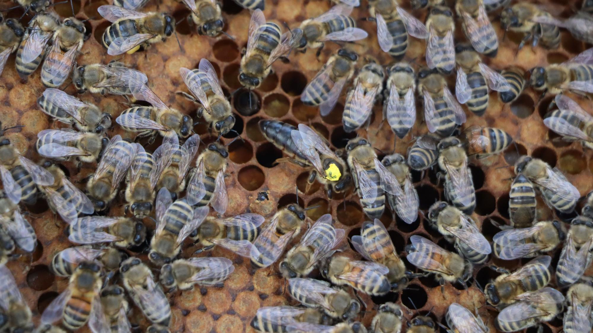 Auf dem Foto ist ein Bienenvolk zu sehen. Deutlich ist die Bienenkönigin mit dem gelben Punkt zu erkennen.