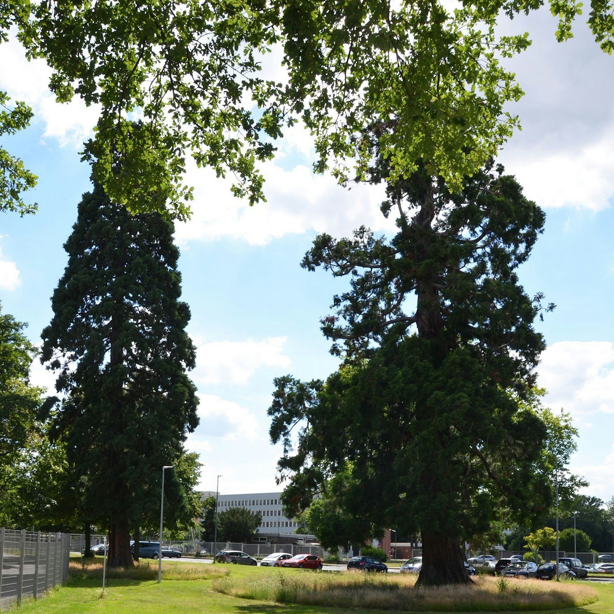 Riesenmammutbaum und Atlaszeder an der Brühler Straße
