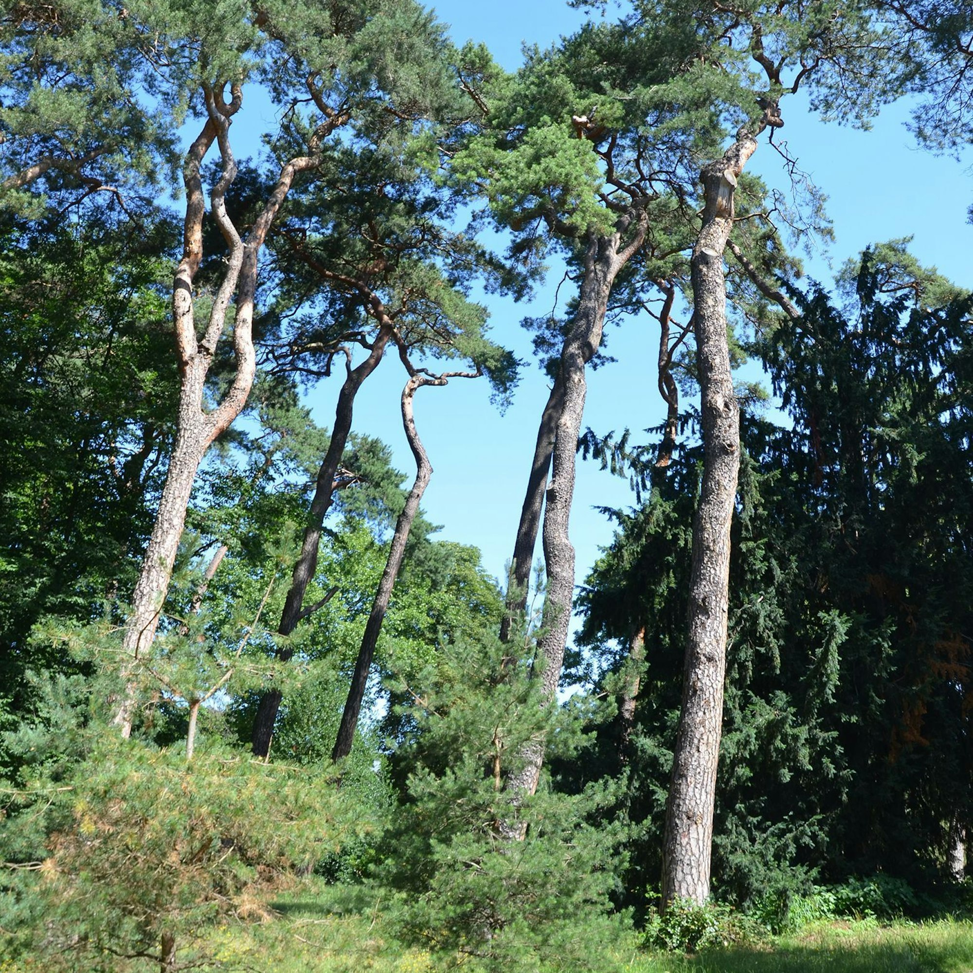 Kiefern im Südpark, Marienburg