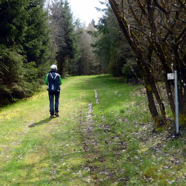 Ein Mensch wandert durch einen Wald.