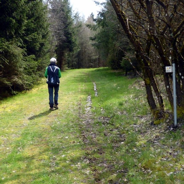 Ein Mensch wandert durch einen Wald.