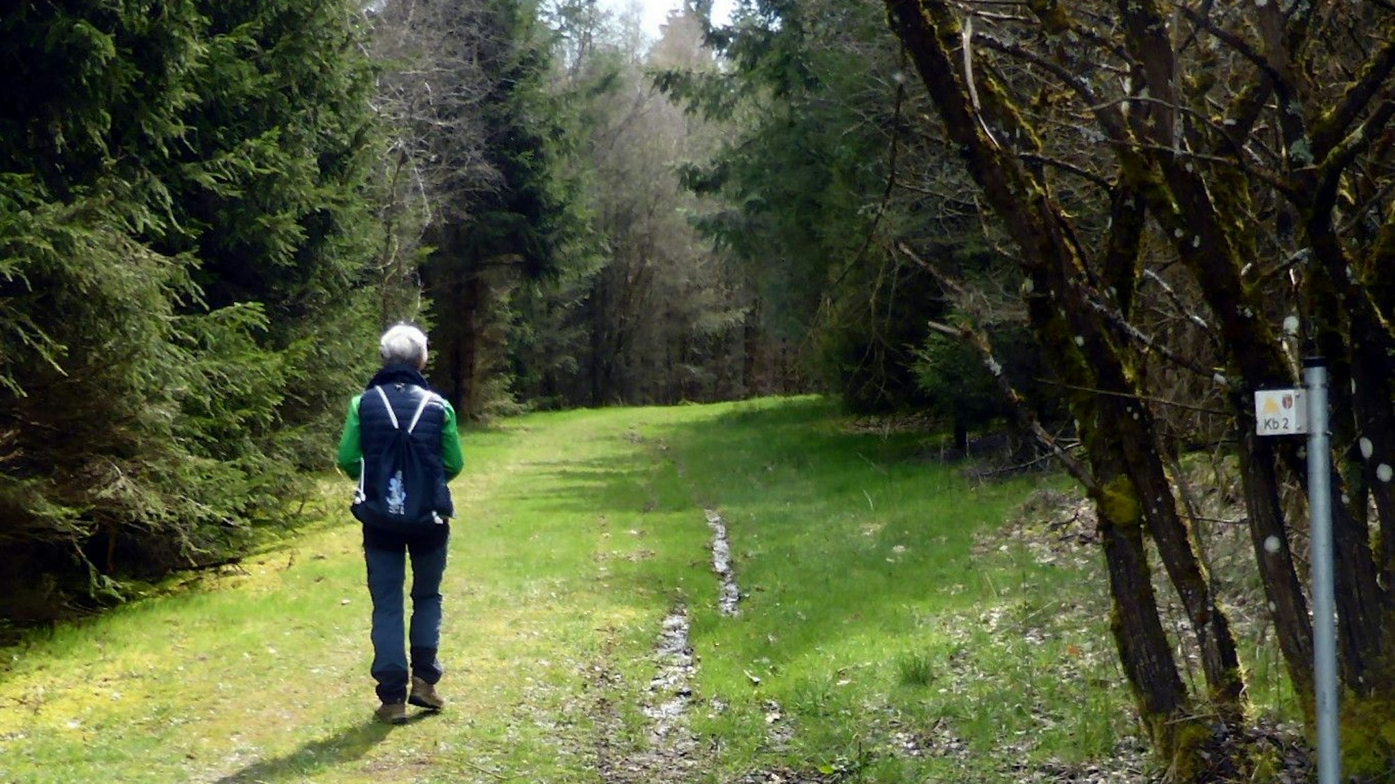 Ein Mensch wandert durch einen Wald.
