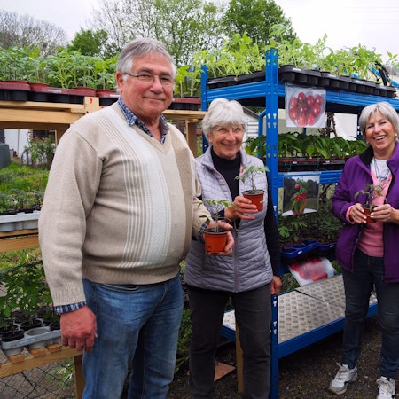 Günter Stadtfeld, Ehefrau Rosemarie, Nachbarin Christa Limbach und Monika Burger-Schmidt stehen mit Tomatenpflanzen in der Hand vor Pflanzregalen.