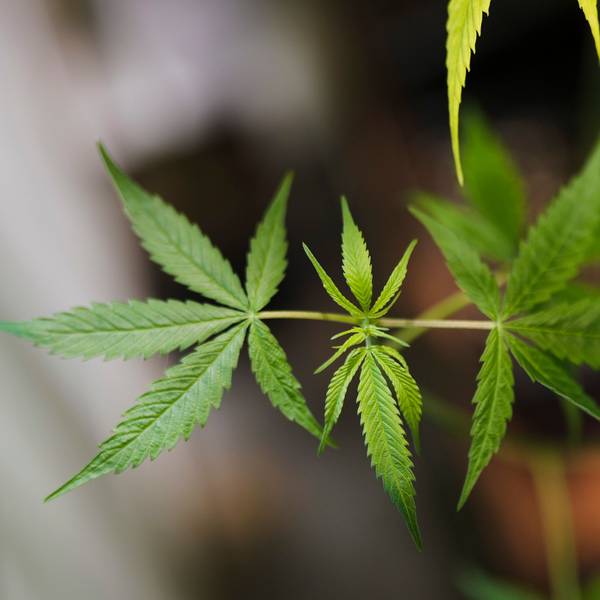 Eine Cannabis-Pflanze in der Nahaufnahme