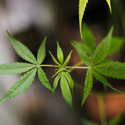 Eine Cannabis-Pflanze in der Nahaufnahme