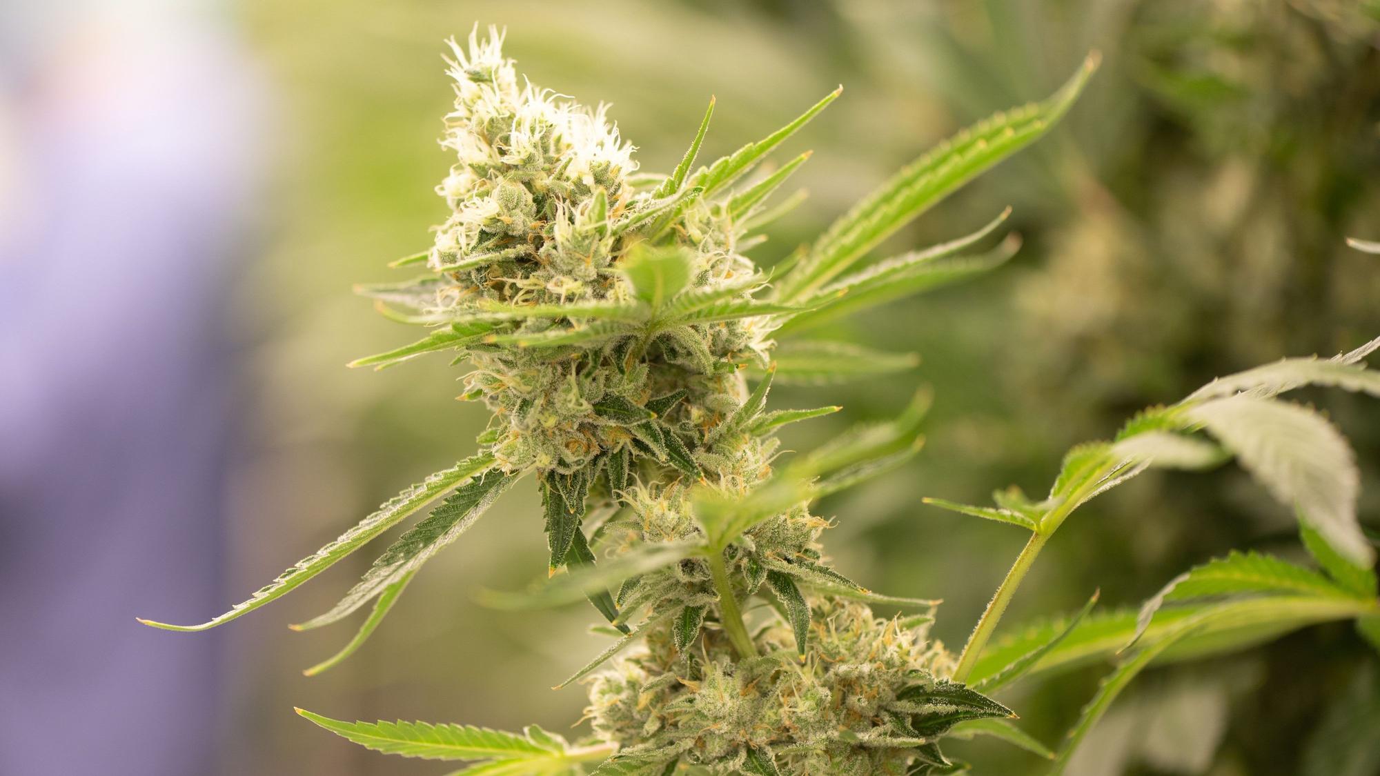 Eine Cannabisblüte