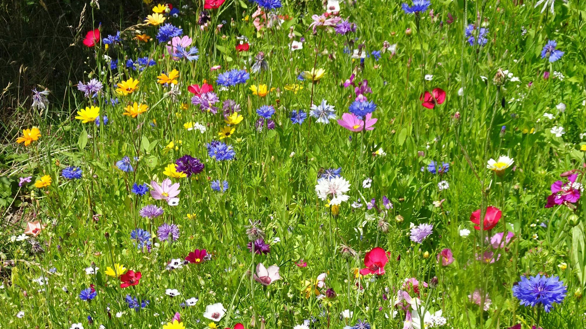 Zu sehen ist ein Streifen Blühwiese, Saatgut "Mössinger Sommer