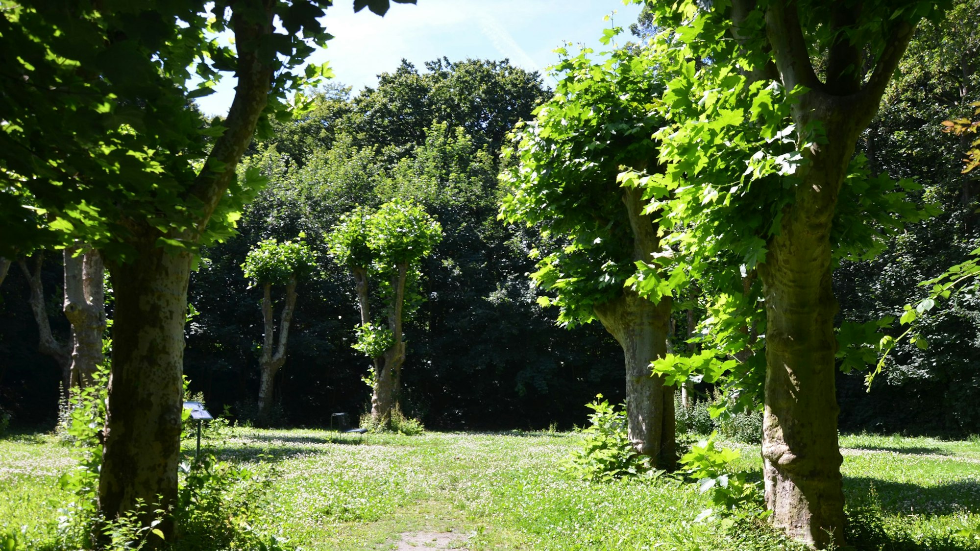 Platanen im Raderthaler Volkspark