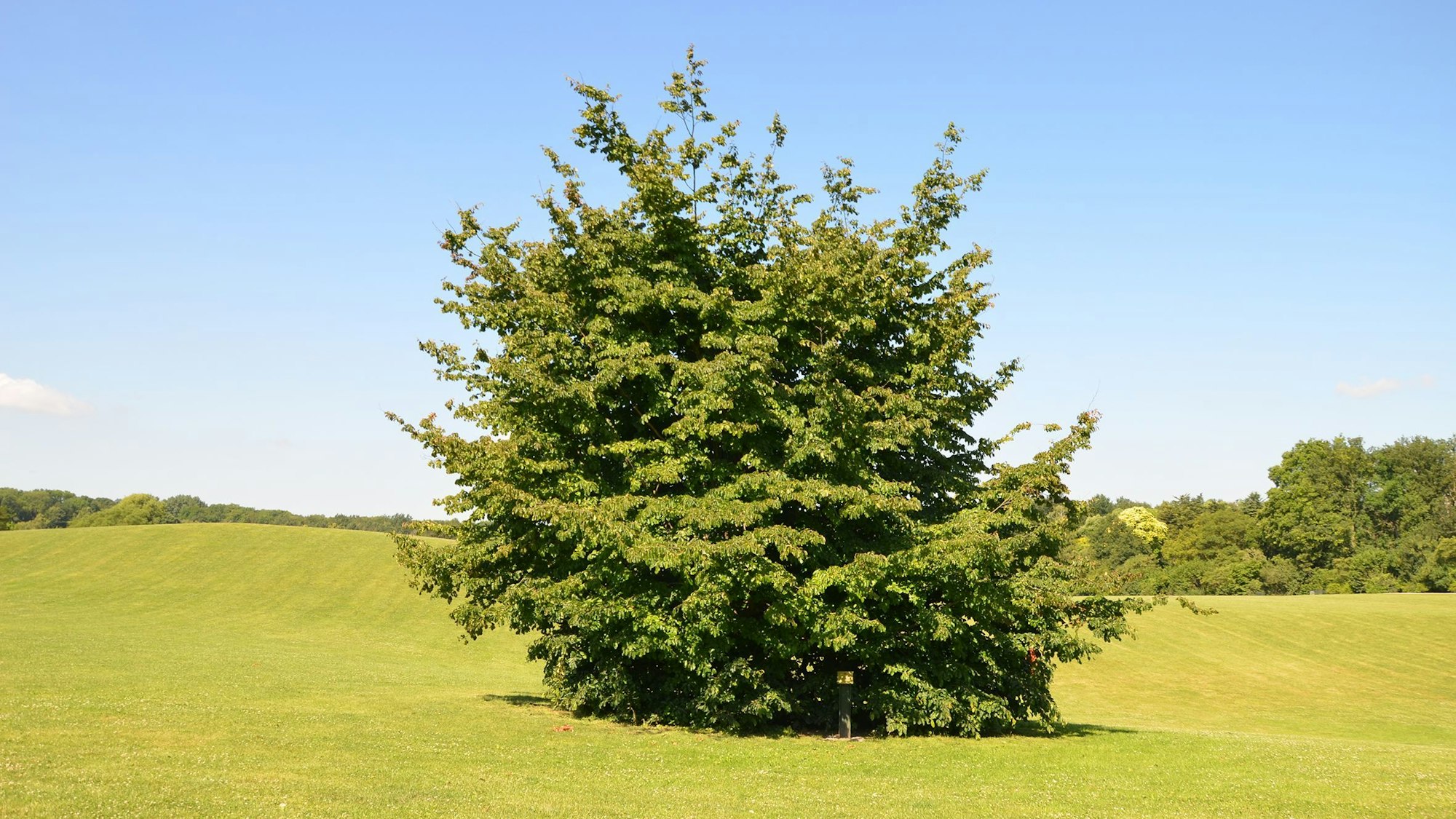 Eisenholzbaum im Forstbotanischen Garten