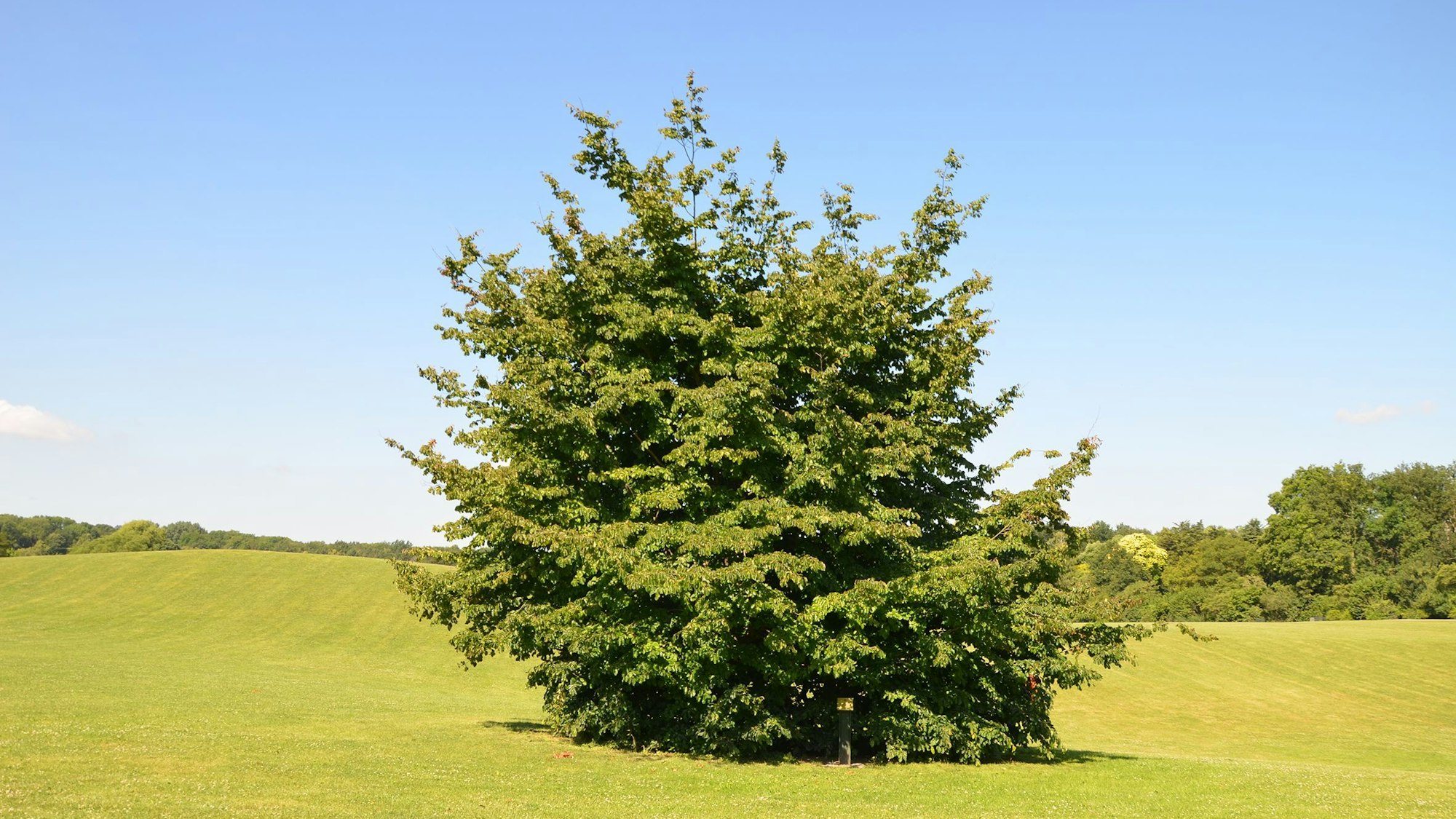 Eisenholzbaum aus dem Buch „Thematische Touren durch Köln“ von Bernd Imgrund.