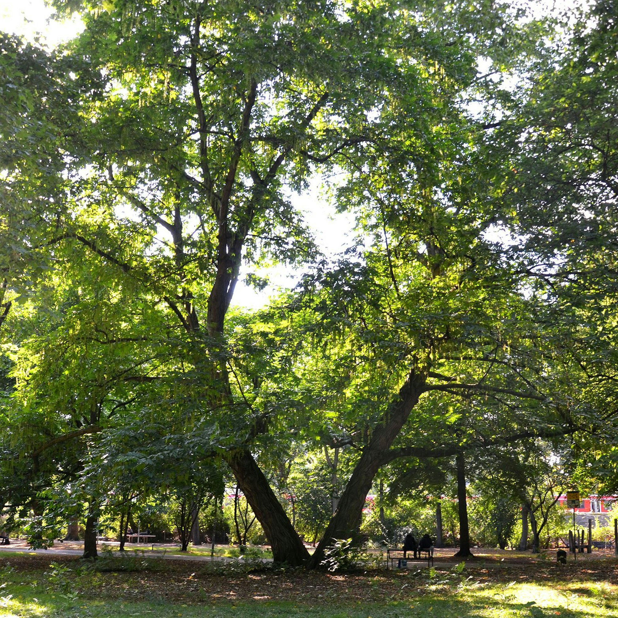 Kaukasische Flügelnuss im Stadtgarten