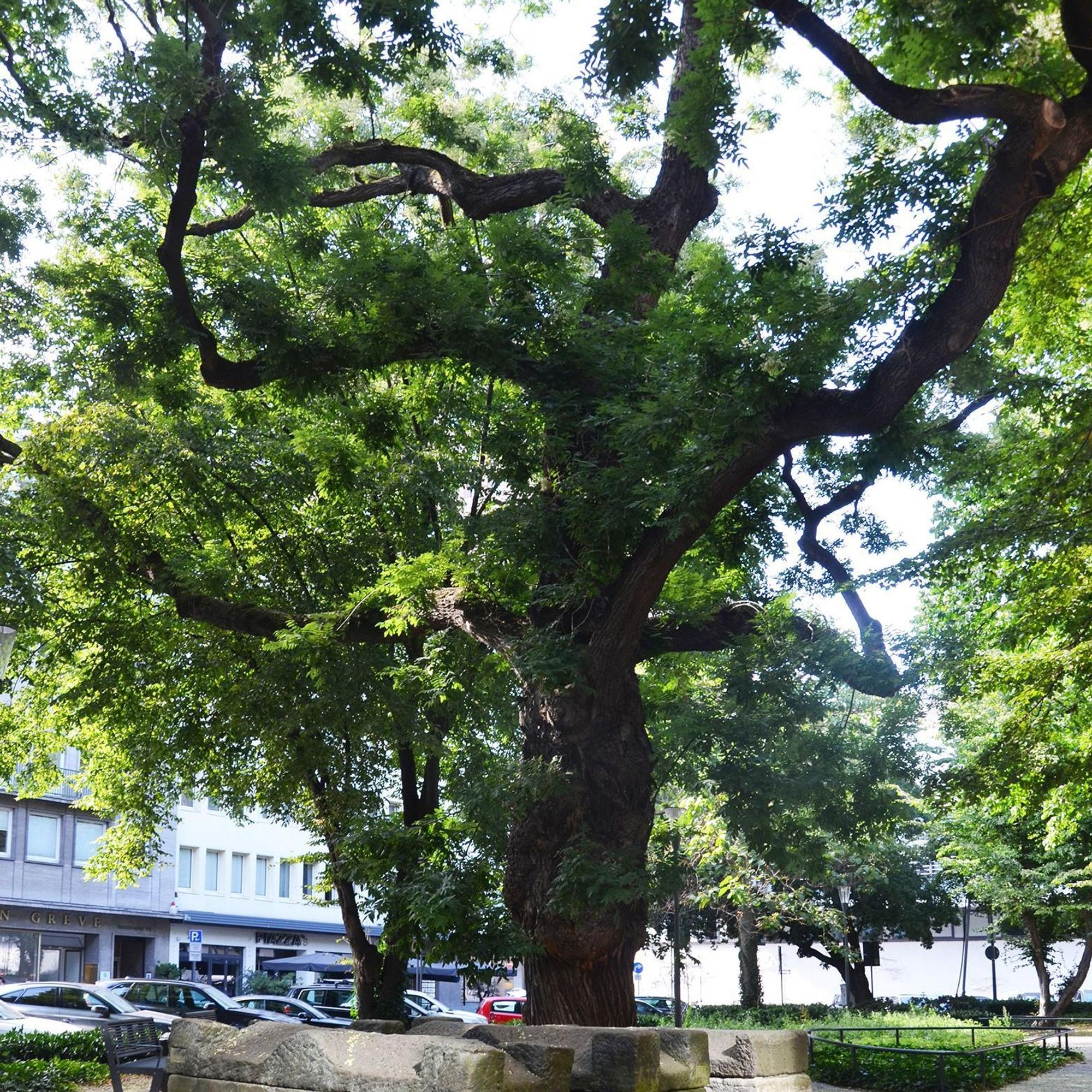 Baumhasel am Kolpingplatz