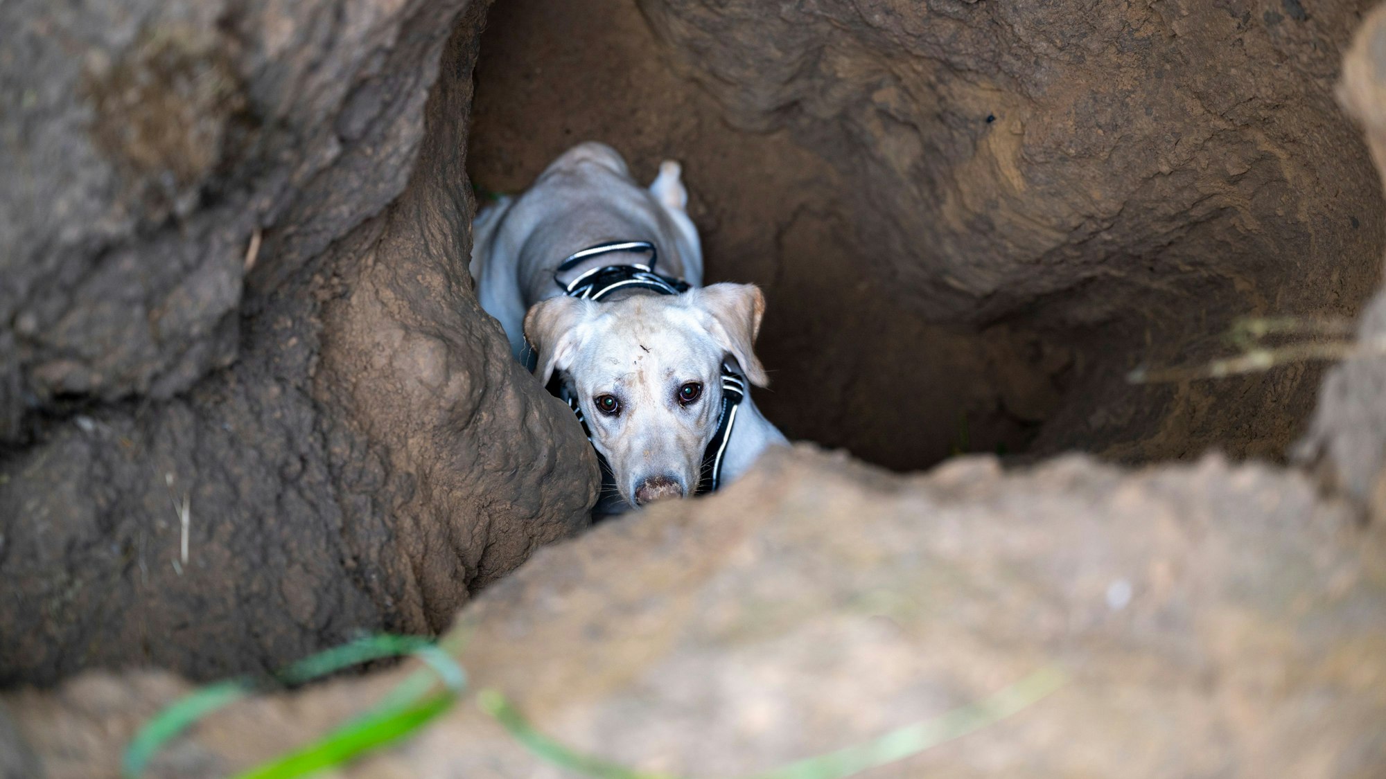 Die Feuerwehr Jüchen hat am Donnerstag, 4. Mai, einen Hund aus einem Erdloch in einem Feld gerettet.