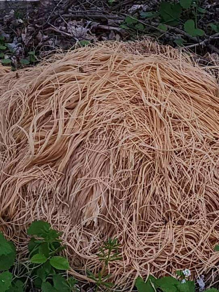 Dieses Bild zeigt Spaghetti in der Nahaufnahme.