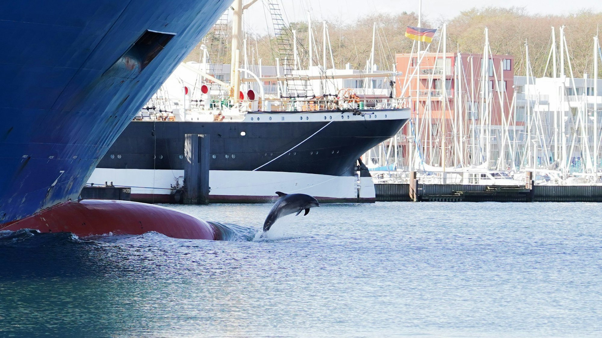 HANDOUT - 29.04.2023, Schleswig-Holstein, Travemünde: Der Delfin «Delle» ist zwischen Schiffen an der Trave zu sehen. (zu dpa «Delfin-Watching an der Ostsee - «Delle» zieht seine Fans in den Bann») Foto: Michael Sprengel/dpa - ACHTUNG: Nur zur redaktionellen Verwendung im Zusammenhang mit der aktuellen Berichterstattung und nur mit vollständiger Nennung des vorstehenden Credits +++ dpa-Bildfunk +++