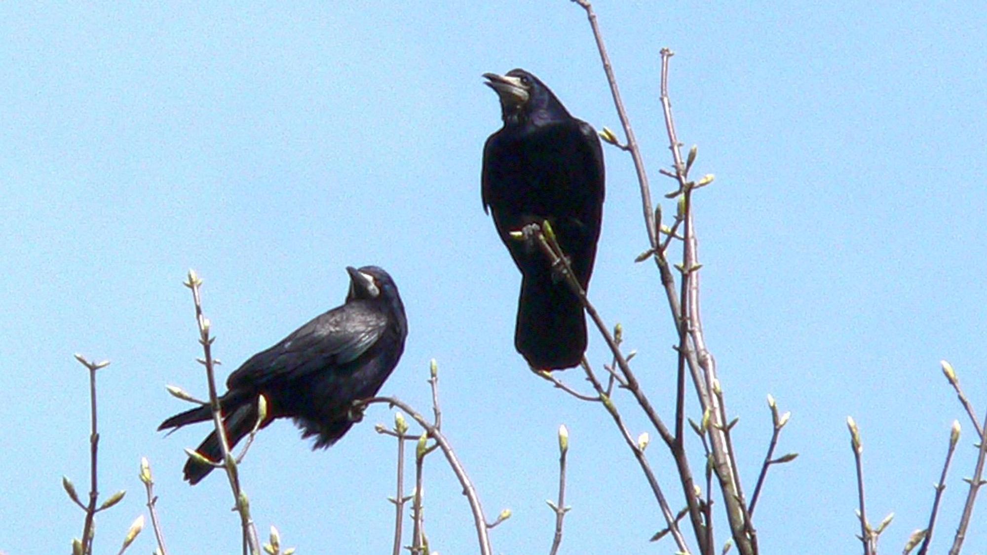 Zwei Vögel auf einem Baum.