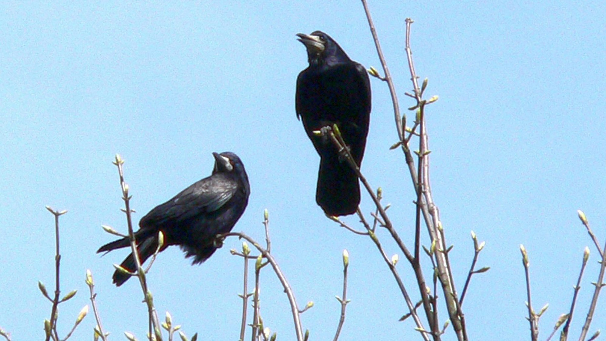 Zwei Saatkrähen sitzen auf Ästen.