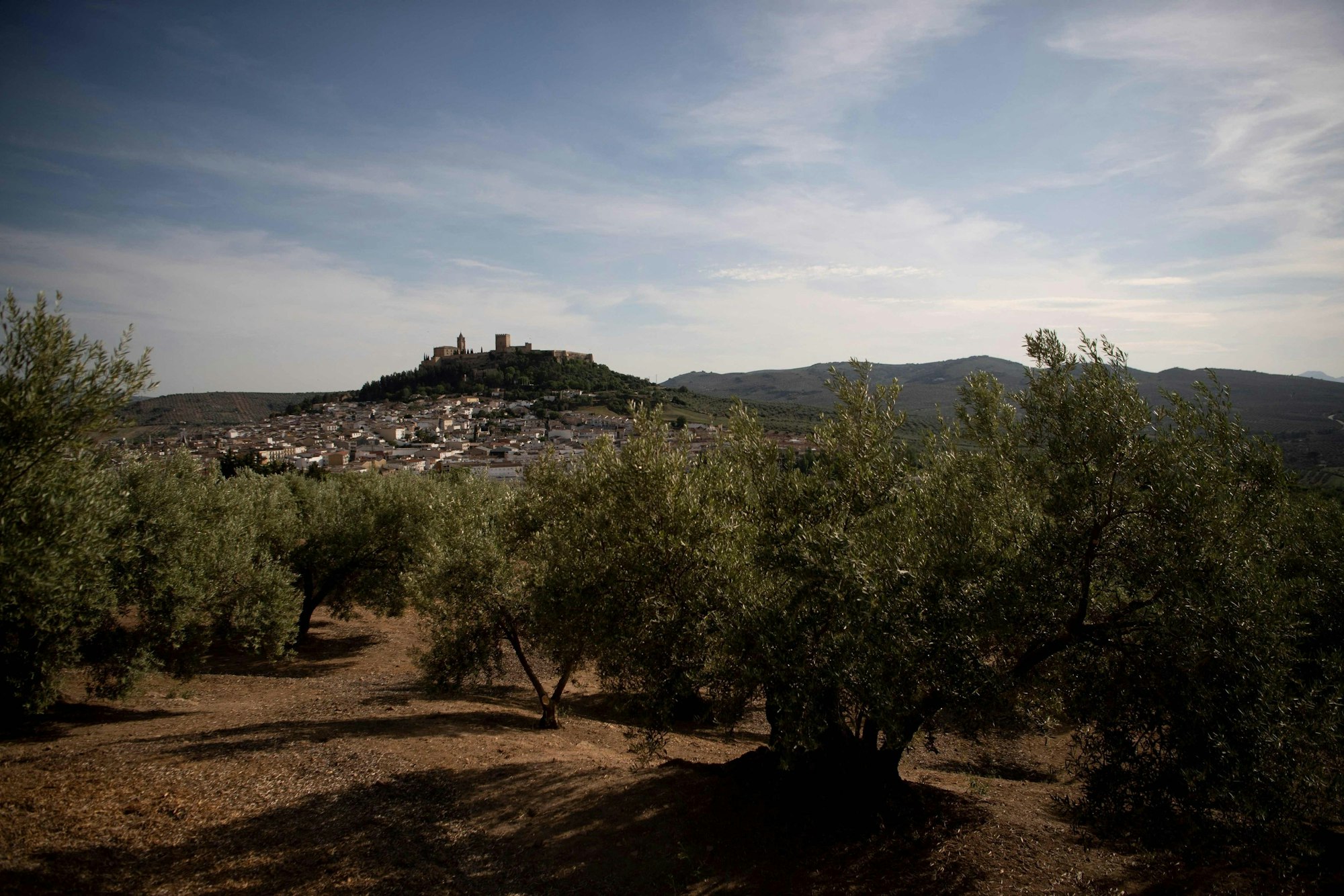 Ein Olivenhain in Spanien
