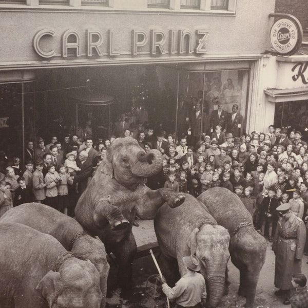 Der Circus Williams ließ seine Elefanten auf der Neustraße in der Euskirchener Innenstadt vor großem Publikum Kunststücke vorführen. Die Aufnahme ist in der neuen Ausstellung des Stadtmuseums zu sehen.