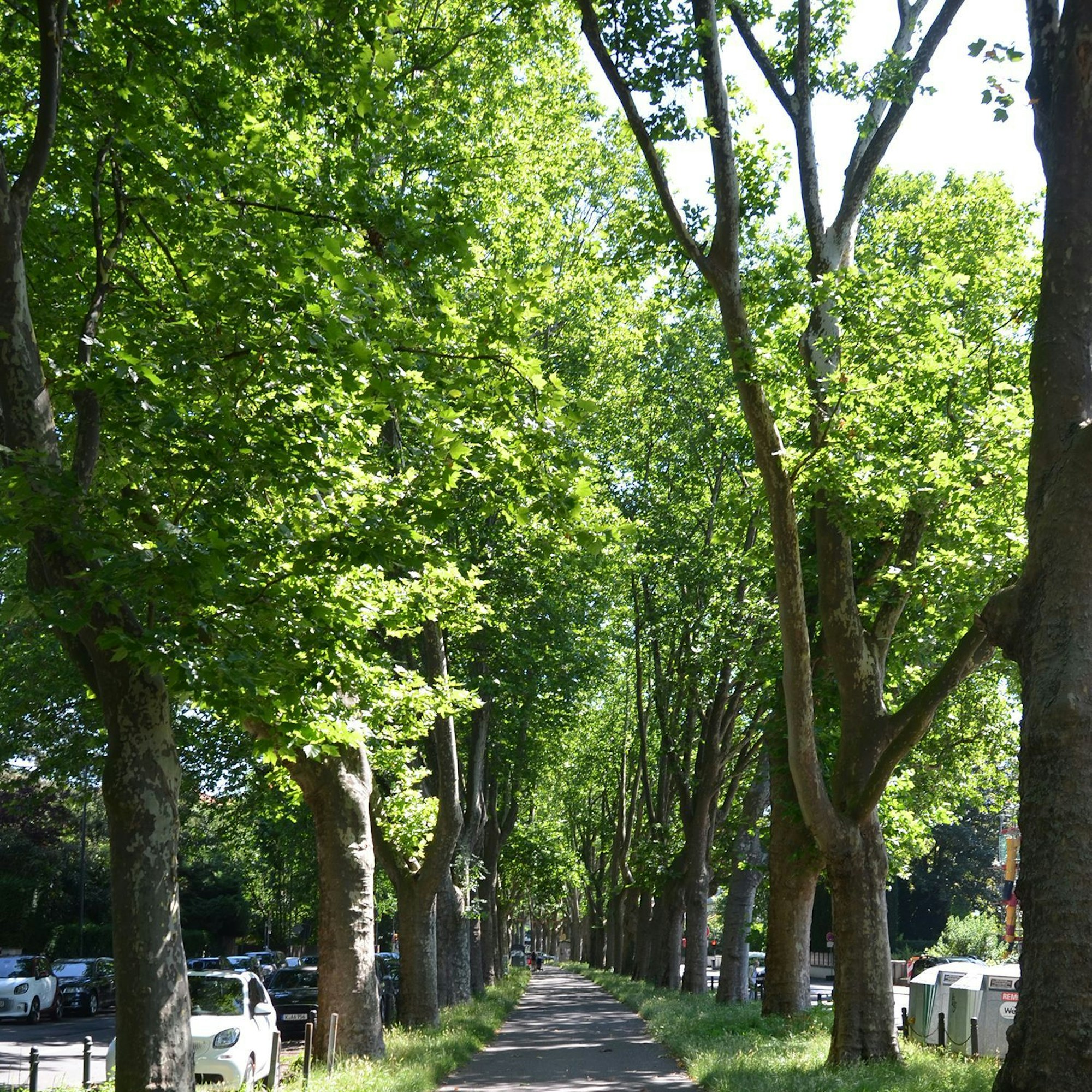 Platanenallee am Bayenthalgürtel