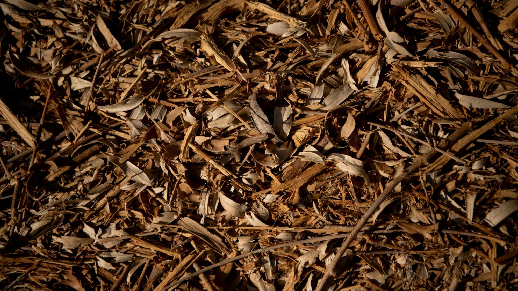 Vertrocknete Olivenblätter liegen auf dem Boden.