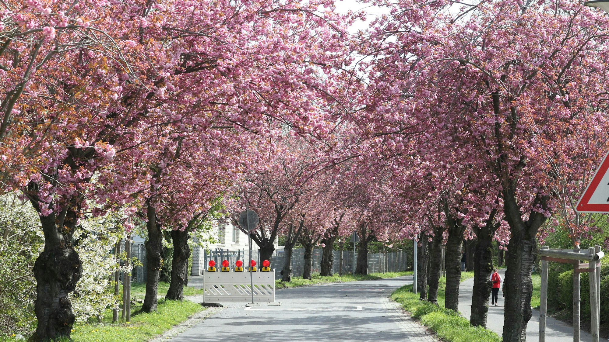 Die Kirschblütenallee in Niederkassel.