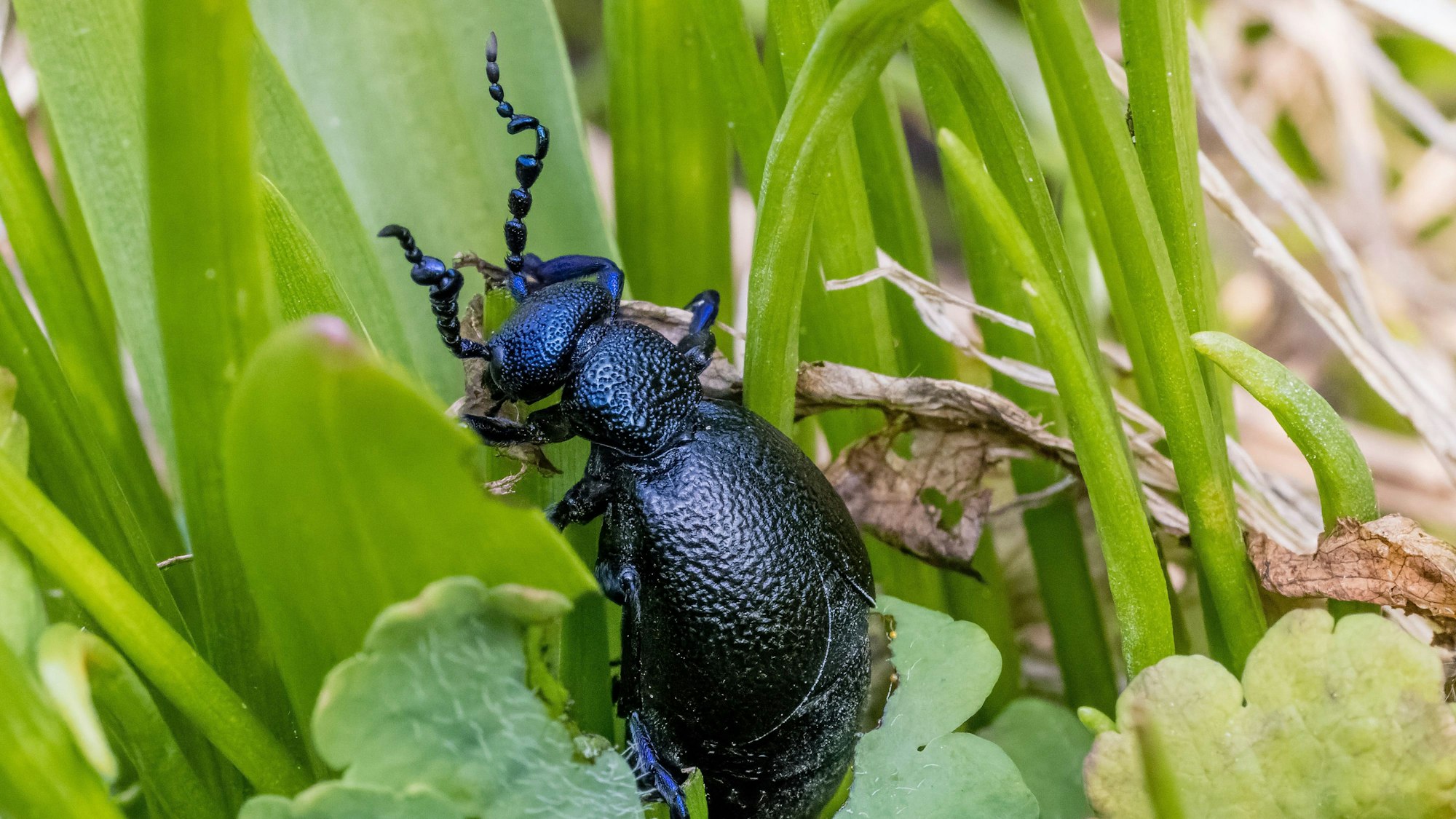 Ein Schwarzblauer Ölkäfer (Meloe proscarabaeus) sitzt in einem Beet in einem Garten.