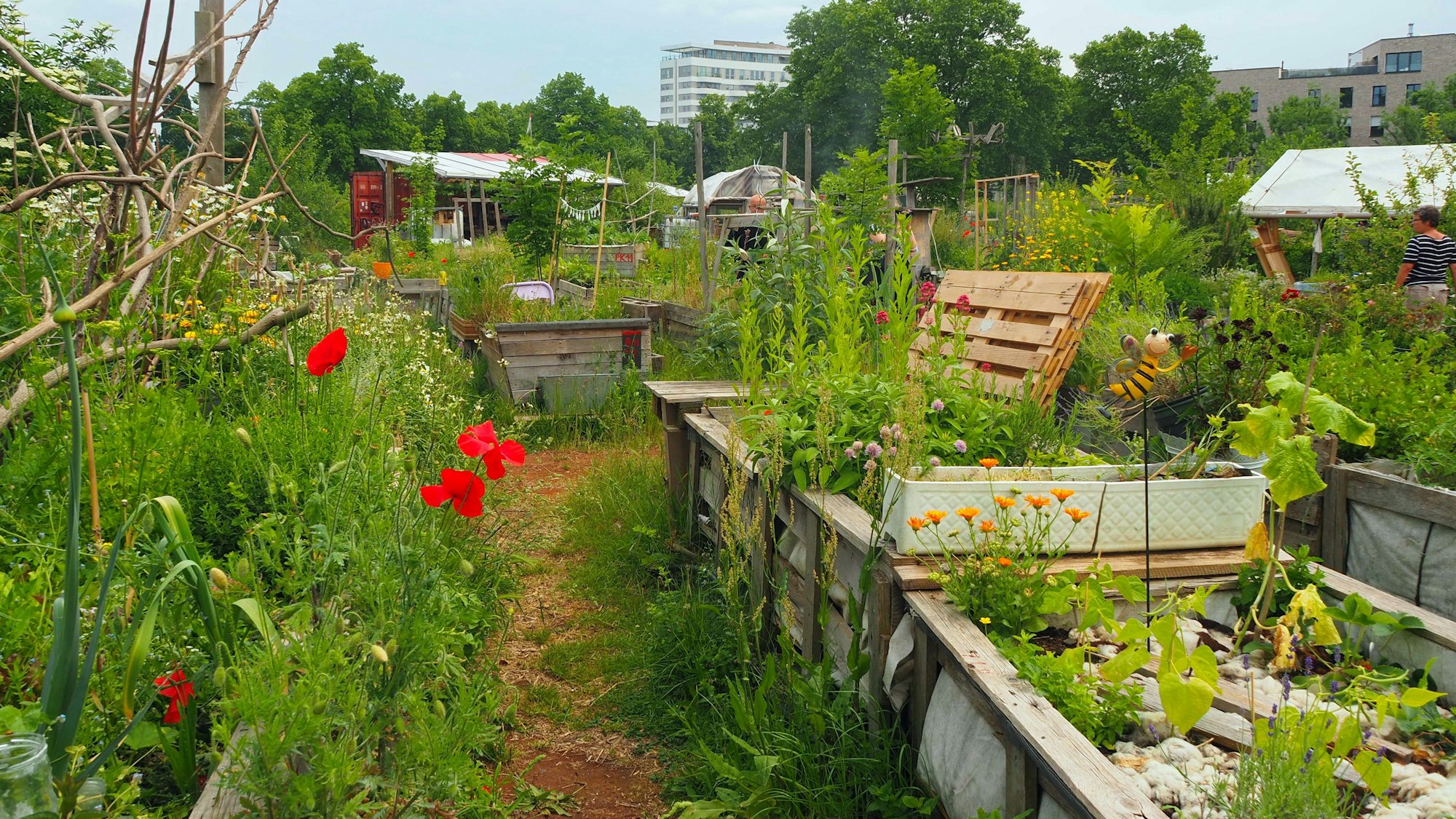 Blumen blühen in dem angelegten Garten.