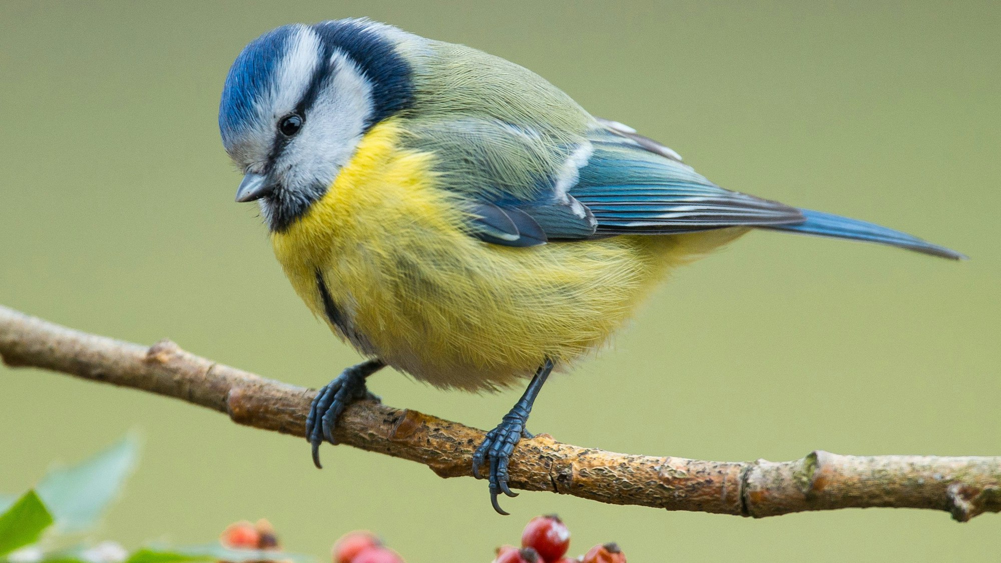 Eine Blaumeise ist in einem Garten zu sehen.