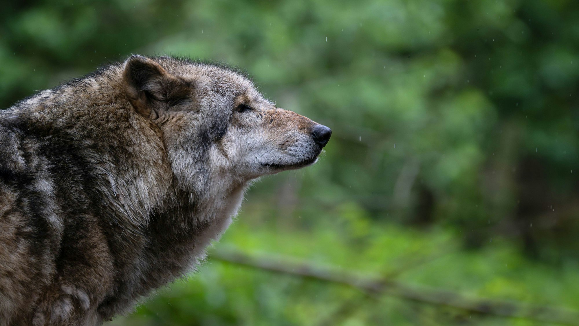 Angst vor dem Wolf macht sich bei den NRW-Landwirten breit.