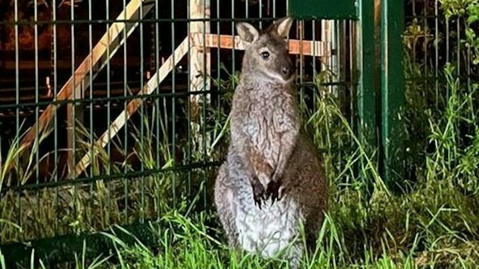 Bennett-Känguru „Horst“