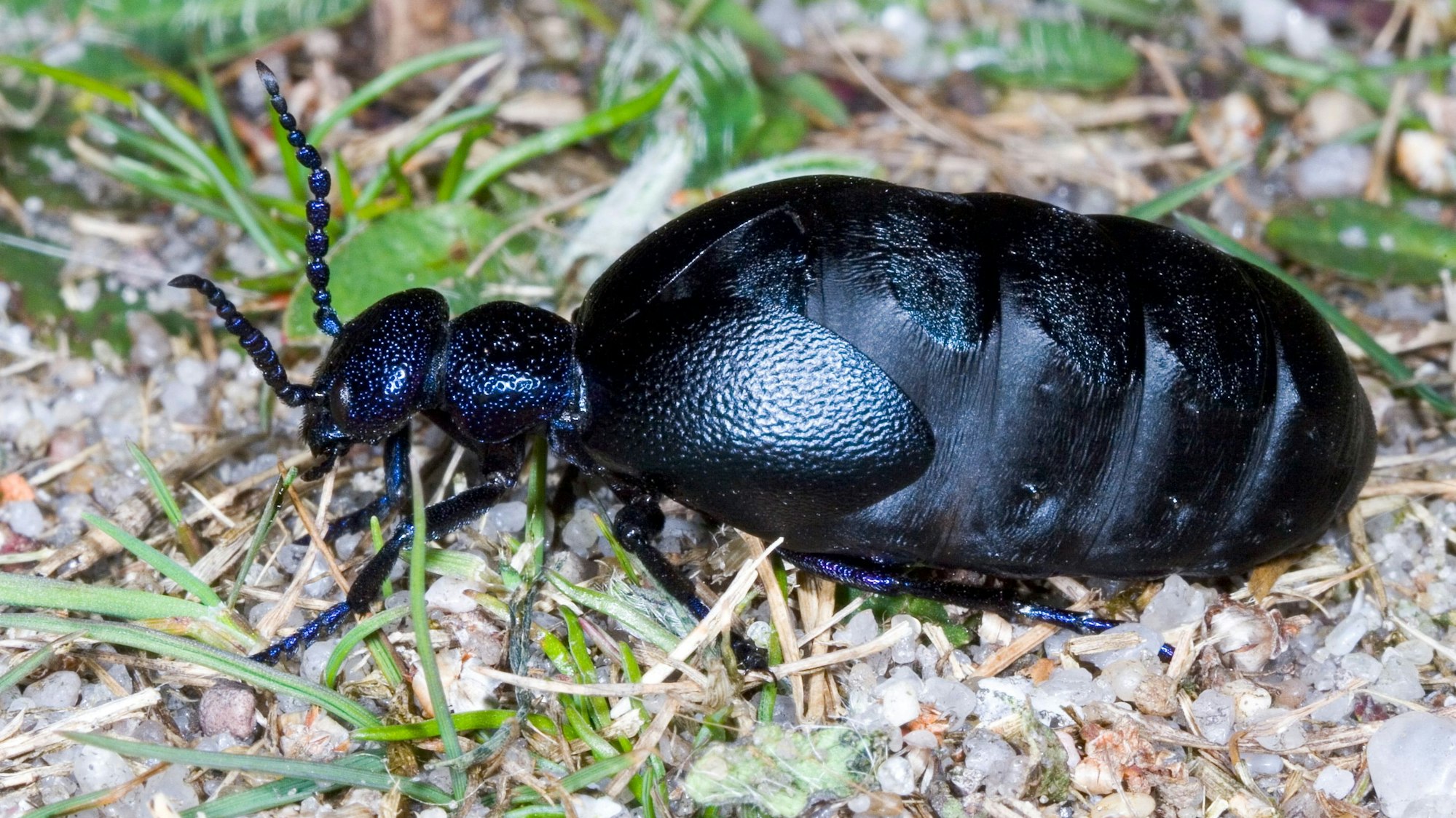 Ein Schwarzblauer Ölkäfer krabbelt über den Boden.