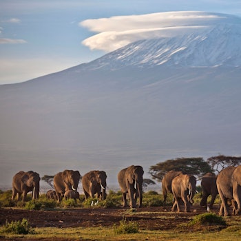 Kenia, Amboseli National Park: Eine Elefantenherde streift bei Sonnenaufgang im Amboseli-Nationalpark über eine Ebene. (Symbolbild)