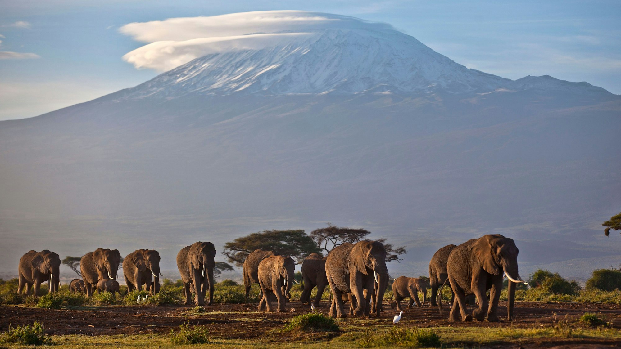 Kenia, Amboseli National Park: Eine Elefantenherde streift bei Sonnenaufgang im Amboseli-Nationalpark über eine Ebene. (Symbolbild)