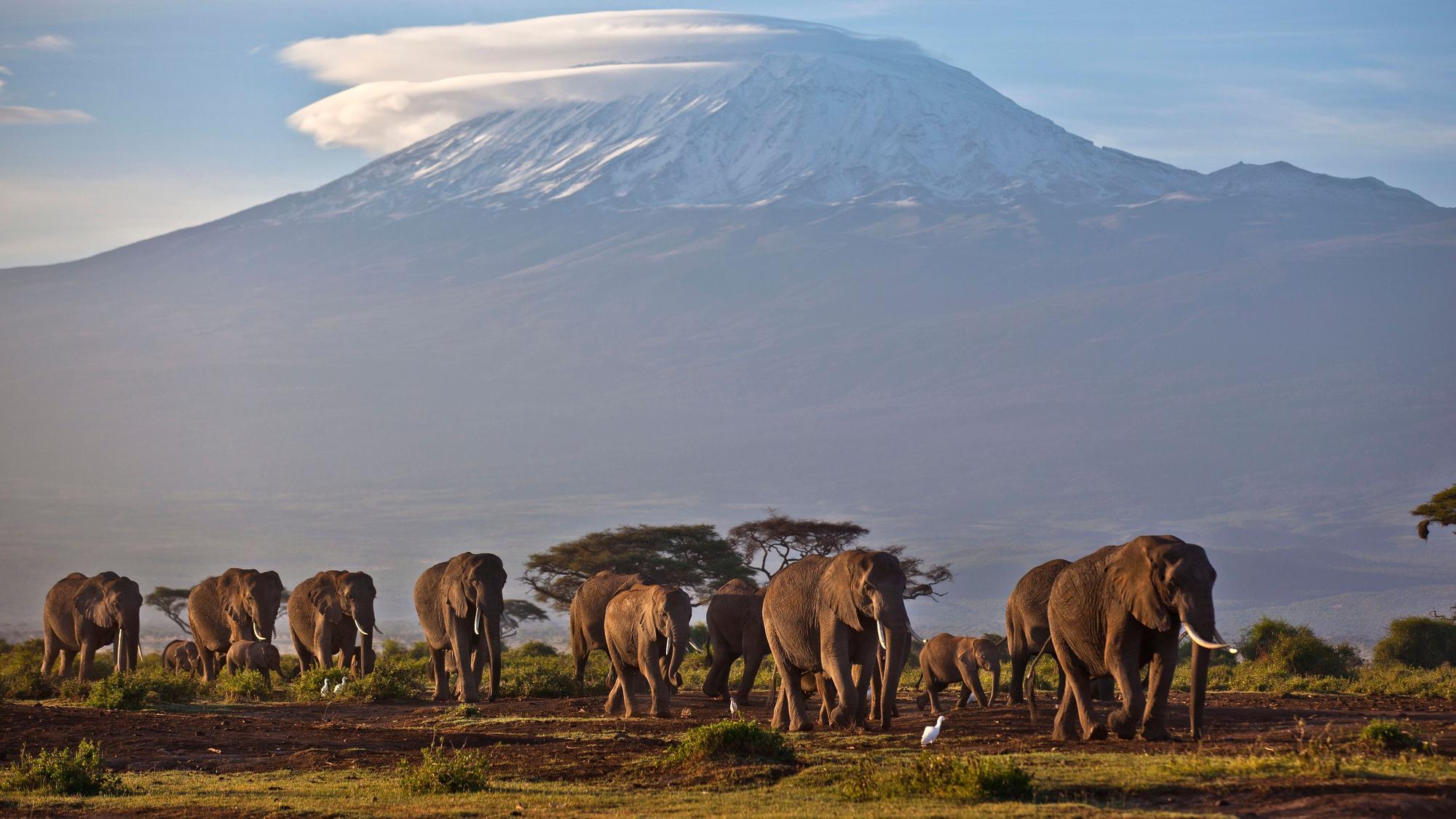 Eine Elefantenherde streift bei Sonnenaufgang im Amboseli-Nationalpark über eine Ebene. (Symbolbild) In Afrika klagen mehrere Regierungen über eine Überpopulation.