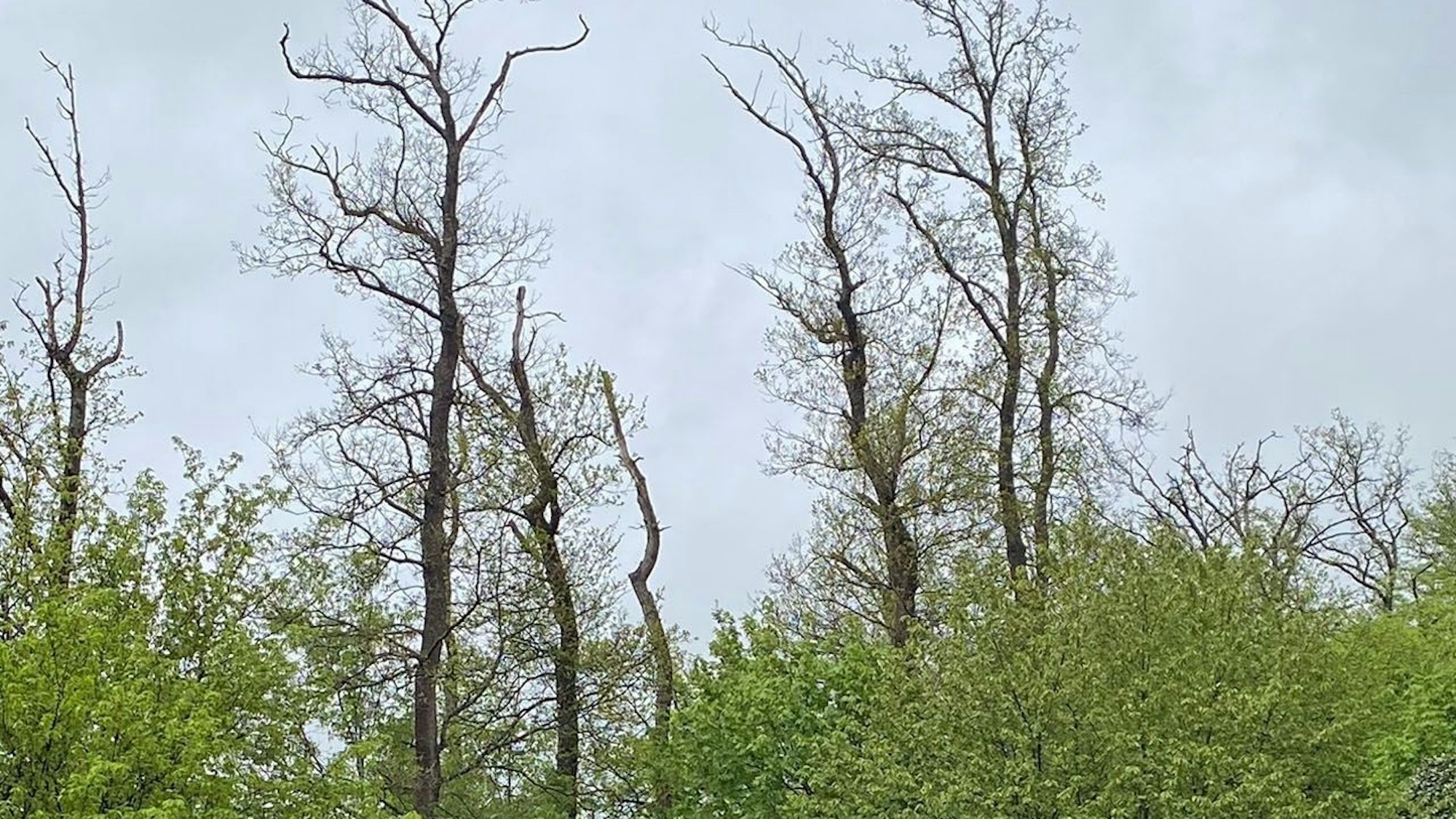 Das Idelswäldchen in Wiehl.