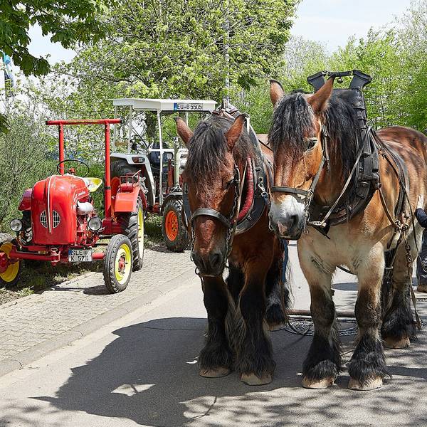 Zwei Kaltblutpferde warten geduldig neben geparkten Oldtimer-Tranktoren.
