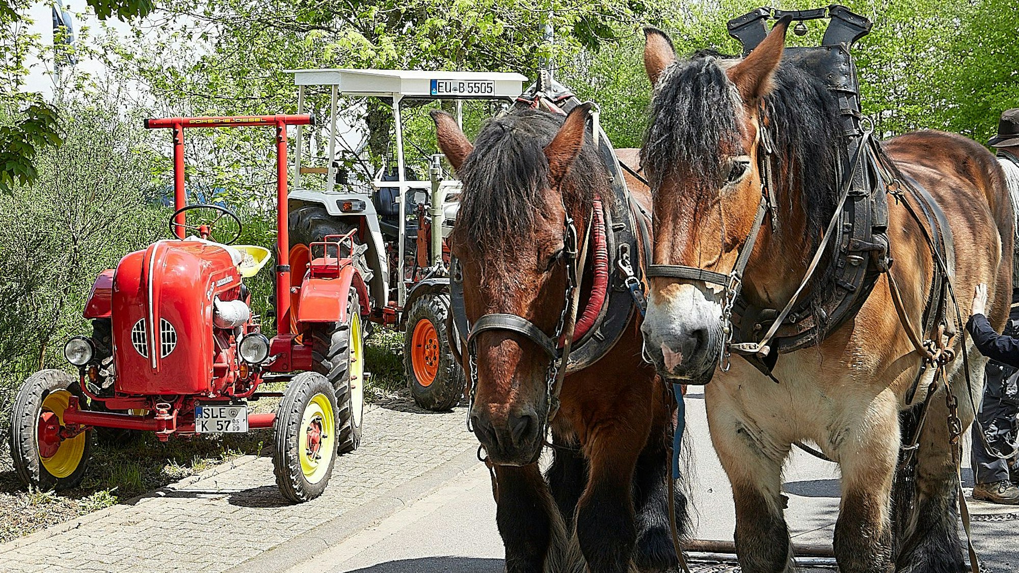 Zwei Kaltblutpferde warten geduldig neben geparkten Oldtimer-Tranktoren.