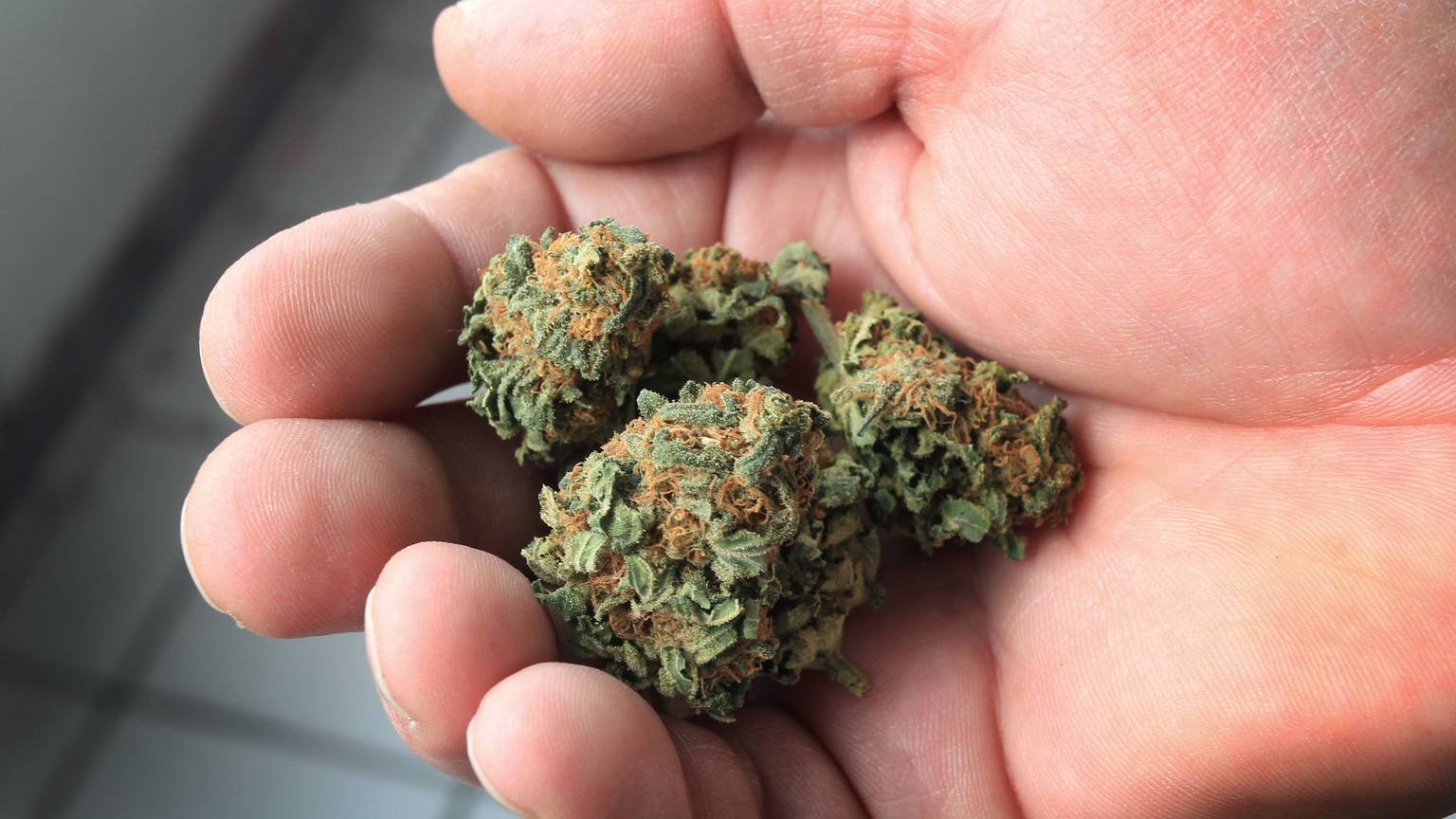 ARCHIV - Ein Mann hält getrocknete Cannabisblüten in der Hand.