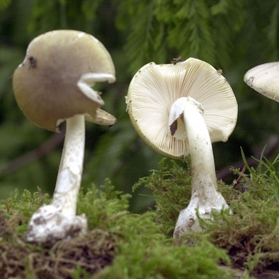 Grüne Knollenblätterpilze stehen in einem Waldstück von Moos umgeben.